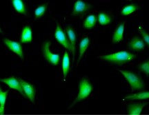 ARG10514を用いたマウス腎臓組織の蛍光免疫組織染色