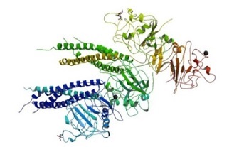 リコンビナントタンパク質イメージ図