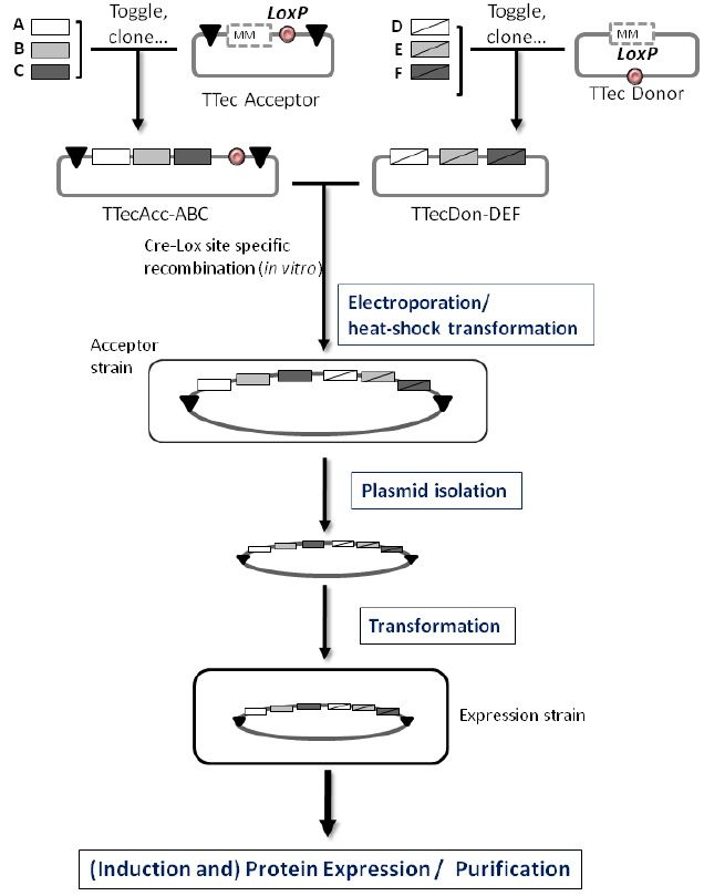 1つのベクターで複数のタンパク質を発現できる E. coli発現システム flEXiColi System