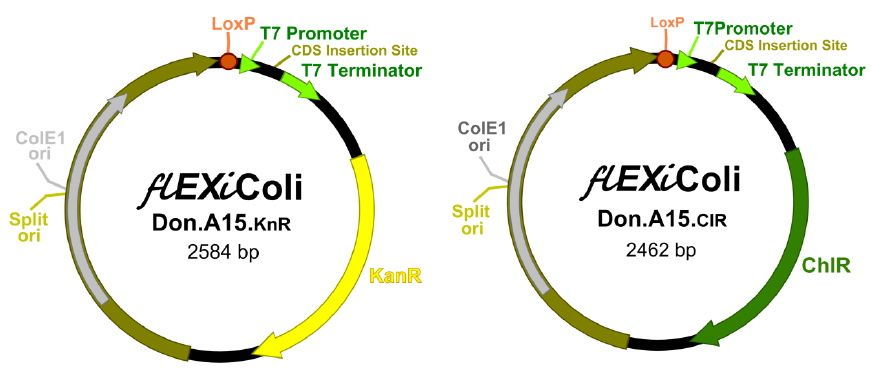 1つのベクターで複数のタンパク質を発現できるE. coli発現システム flEXiColi System