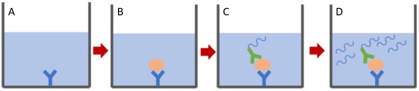 Immuno-PCRアッセイの模式図