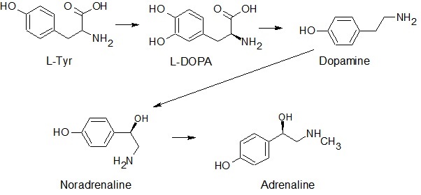ノルアドレナリンとアドレナリンの生合成経路