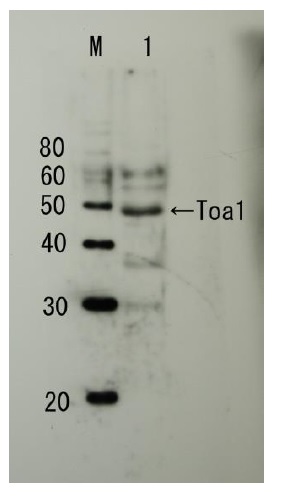 ウエスタンブロット法によるToa1 タンパク質 の検出（#62-021）