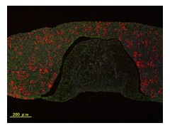 PRL蛍光染色（マウス下垂体）免疫染色