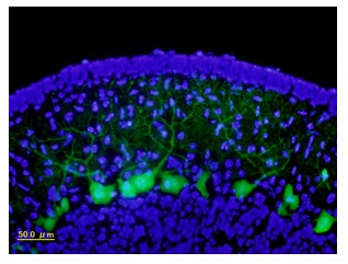 d-Calbindin（マウス小脳　蛍光：凍結切片）免疫染色像