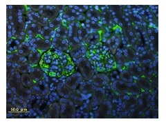 C3蛍光染色（マウス腎臓）免疫染色