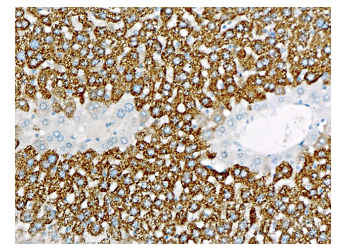 マウス抗マウスHSA 抗体を用いた免疫染色像