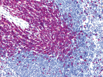 抗マウスCD3抗体によるマウス脾臓組織免疫染色例