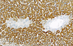 抗マウスHSA抗体によるマウス肝臓組織免疫染色例