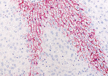 抗マウスE－カドヘリン抗体によるマウス肝臓組織免疫染色例