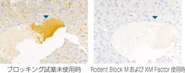 マウス肝臓組織の組織染色像