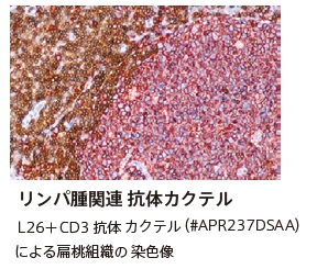 L26/CD3抗体カクテル免疫染色図