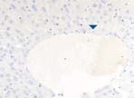 マウス抗マウスHSA 抗体を用いた免疫染色像