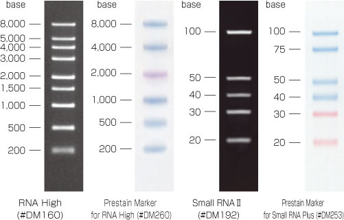 着色済みの一本鎖RNA分子量ラダーマーカー DynaMarker Prestain Ladder Marker for RNA