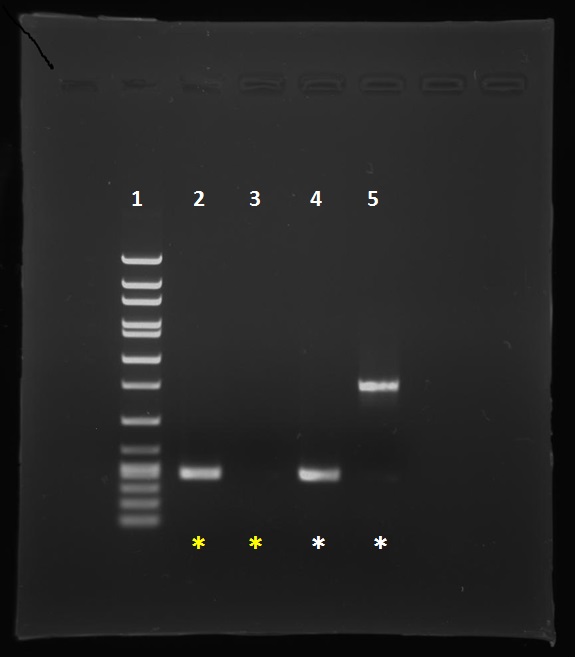PCR用ポジティブコントロール PCRChecker 使用例：試薬の入れ忘れ