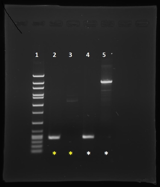 PCR用ポジティブコントロール PCRChecker 使用例：適切でないサイクルプログラム