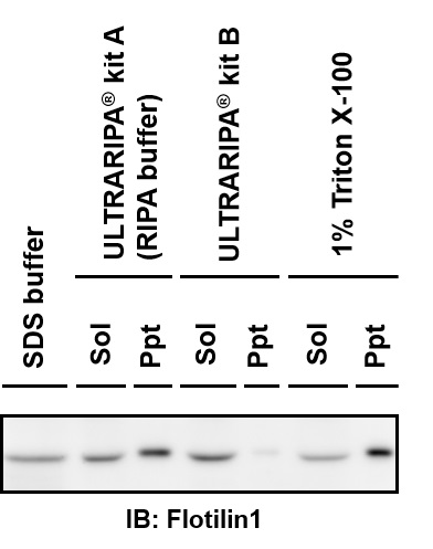 ULTRARIPA®Kit B buffer単独での脂質ラフトタンパク質抽出能の評価