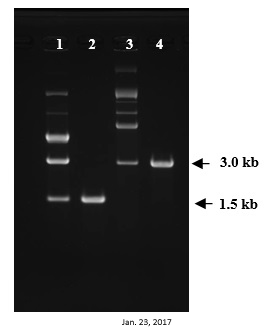 長鎖の一本鎖DNA（ssDNA）を調製するキットの使用例