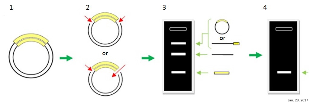 長鎖の一本鎖DNA（ssDNA）を調製するキットの原理および操作方法