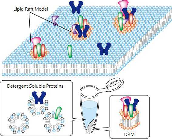 Lipid raft and Detergent Resistant Membrane (DRM)