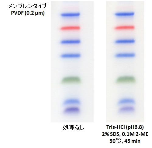 DynaMarker Protein MultiColor Stable, Low Rangeを用いたストリッピングバッファーへの耐性実験