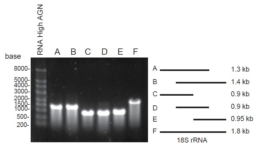 写真1. in vitro転写で合成した18S rRNAの各領域断片の電気泳動