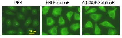 A549細胞におけるα-Tubulinの染色結果