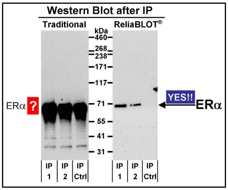 免疫沈降におけるIg重鎖の影響を低減するキット　ReliaBLOT IP / Western Blot Reagent
