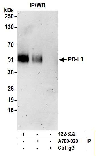Anti-PD-L1, Rabbit-Mono(クローン：BLR020E)