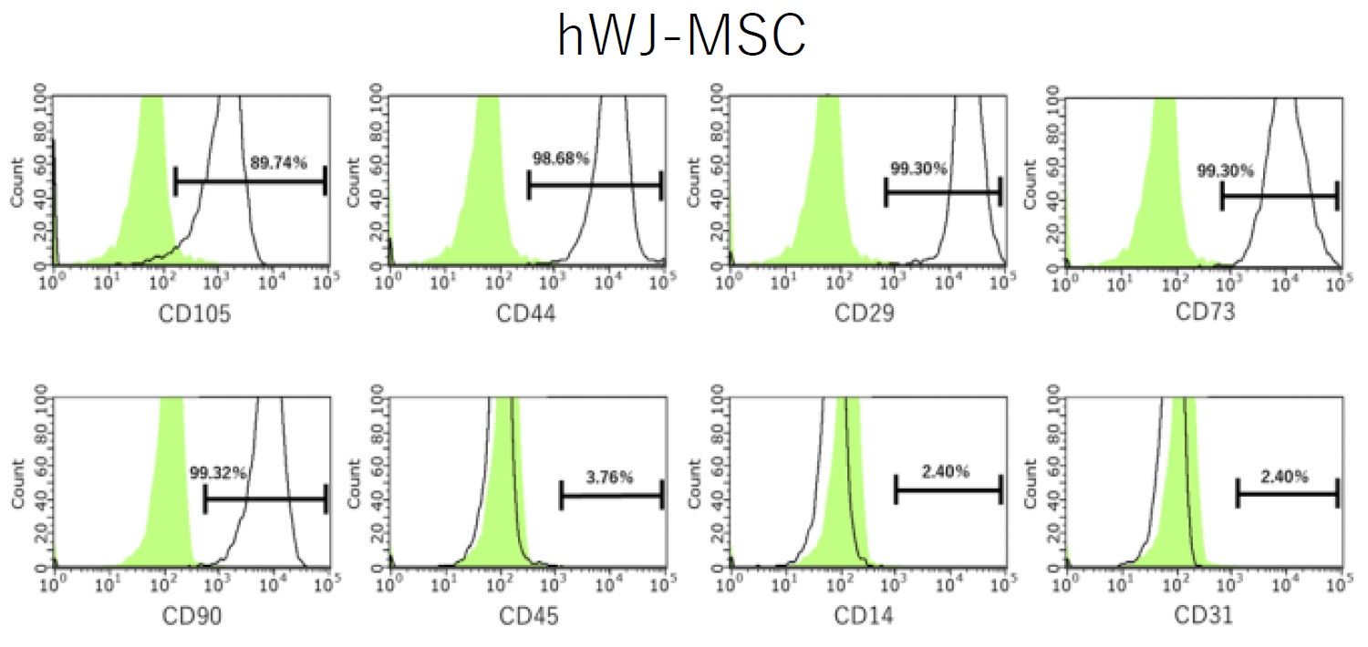 BSCM-PL1で培養したhWJ-MSCの細胞表面マーカー