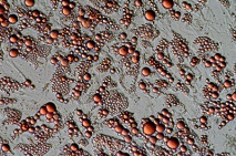 脂肪細胞Oil Red O染色