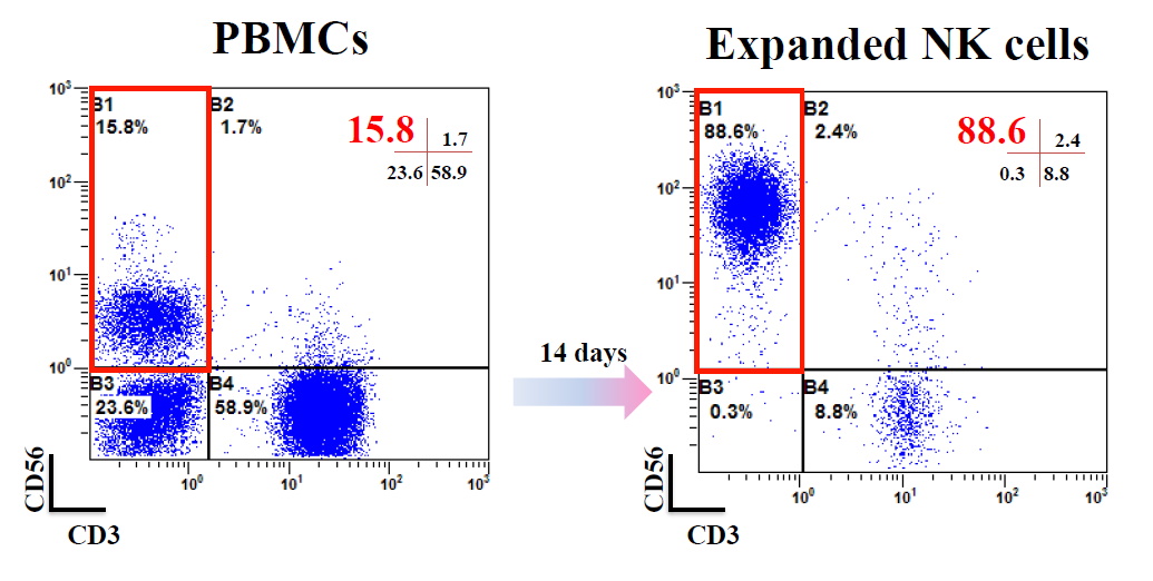 フローサイトメトリー解析によるNK細胞拡大培養結果
