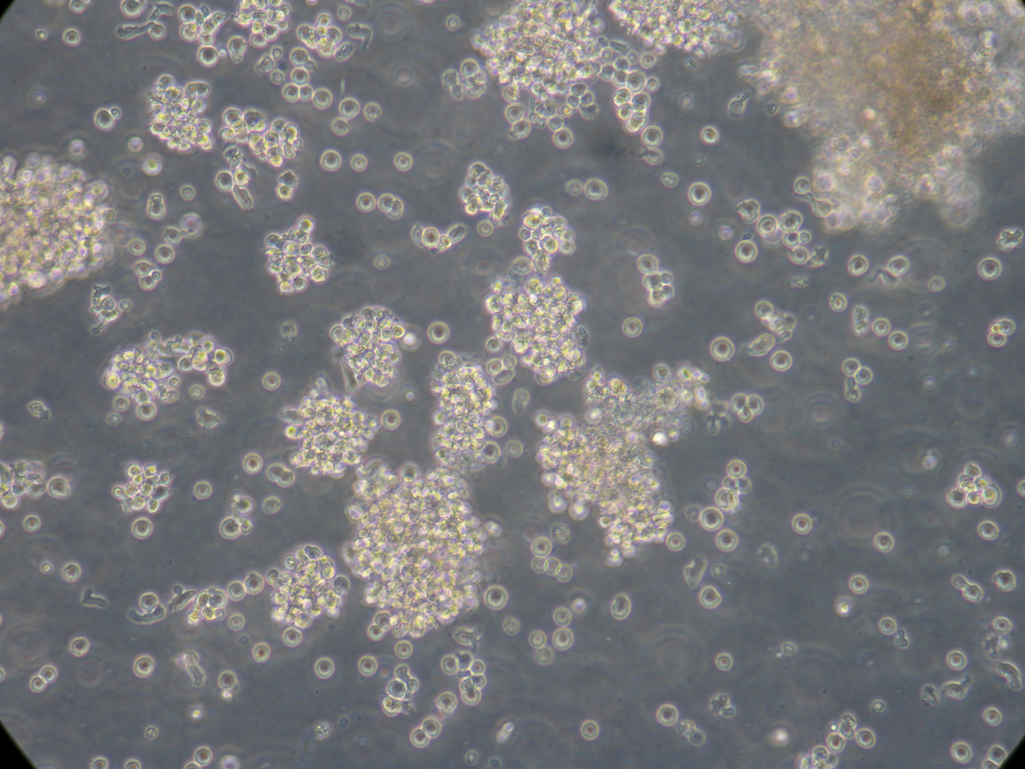 高純度なNK細胞 凍結ヒトNK細胞イメージ画像