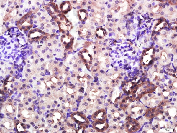 CD4 Polyclonal Antibody