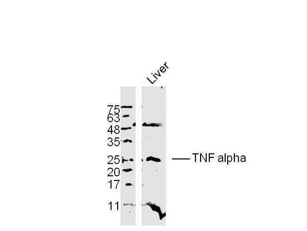 TNF-α Polyclonal Antibody