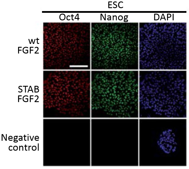 Stable Fibroblast Growth Factor 2 ＜FGF2, basic FGF, bFGF＞の使用例1