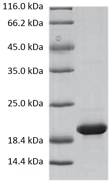 Stable Fibroblast Growth Factor 2 ＜FGF2, basic FGF, bFGF＞の使用例4
