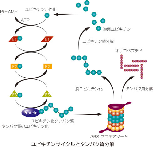 ユビキチンサイクルとタンパク質分解のイラスト