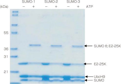 SUMO Conjugation KitによるE2-25KのSUMO化CBB染色画像