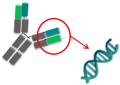 抗体遺伝子の可変領域遺伝子配列解析イメージ