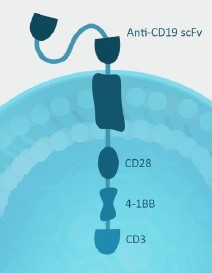 Anti-CD19 CARの概略図