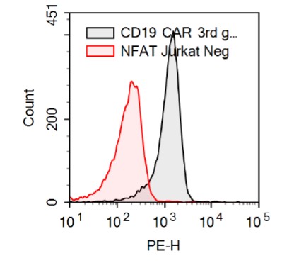 NFAT-luciferase reporter Jurkat cell lineにおけるAnti-CD19 CAR発現の検証