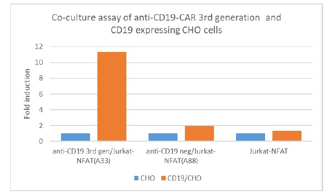 Anti-CD19 CAR NFATレポーター安定細胞株の共培養アッセイ