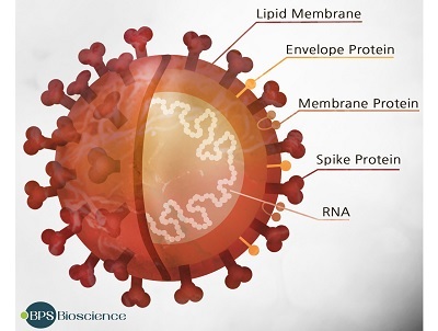 コロナウイルスの主要な構造タンパク質のイメージ