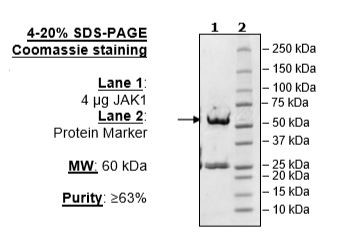 Jak1（GST-Tag）組換え体タンパク質（#40449）のSDS-PAGE
