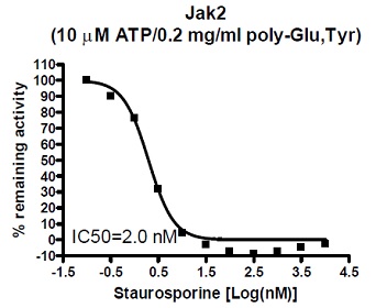 JAK2 (Janus Kinase 2) Assay Kitを用いて測定した、StaurosporineによるJAK2酵素の阻害