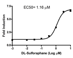 Nrf2抗酸化経路測定用細胞株の解析例2