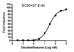 グルココルチコイドレセプター情報伝達経路測定用細胞株の解析例1