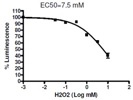 ヒッポ シグナル伝達情報伝達経路測定用細胞株の解析例3