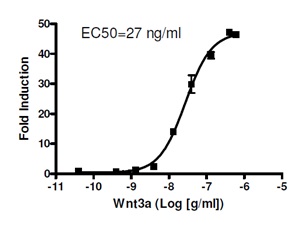 Wnt /β－カテニン情報伝達経路測定用細胞株の解析例1